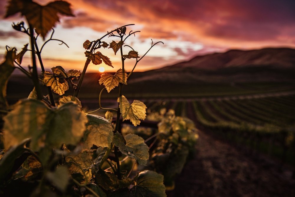 combien d'hectare de vigne pour en vivre