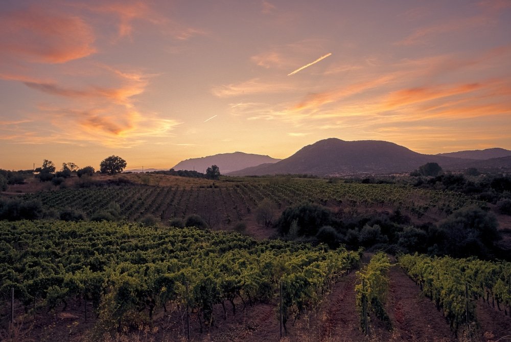 quand tailler la vigne avec la lune