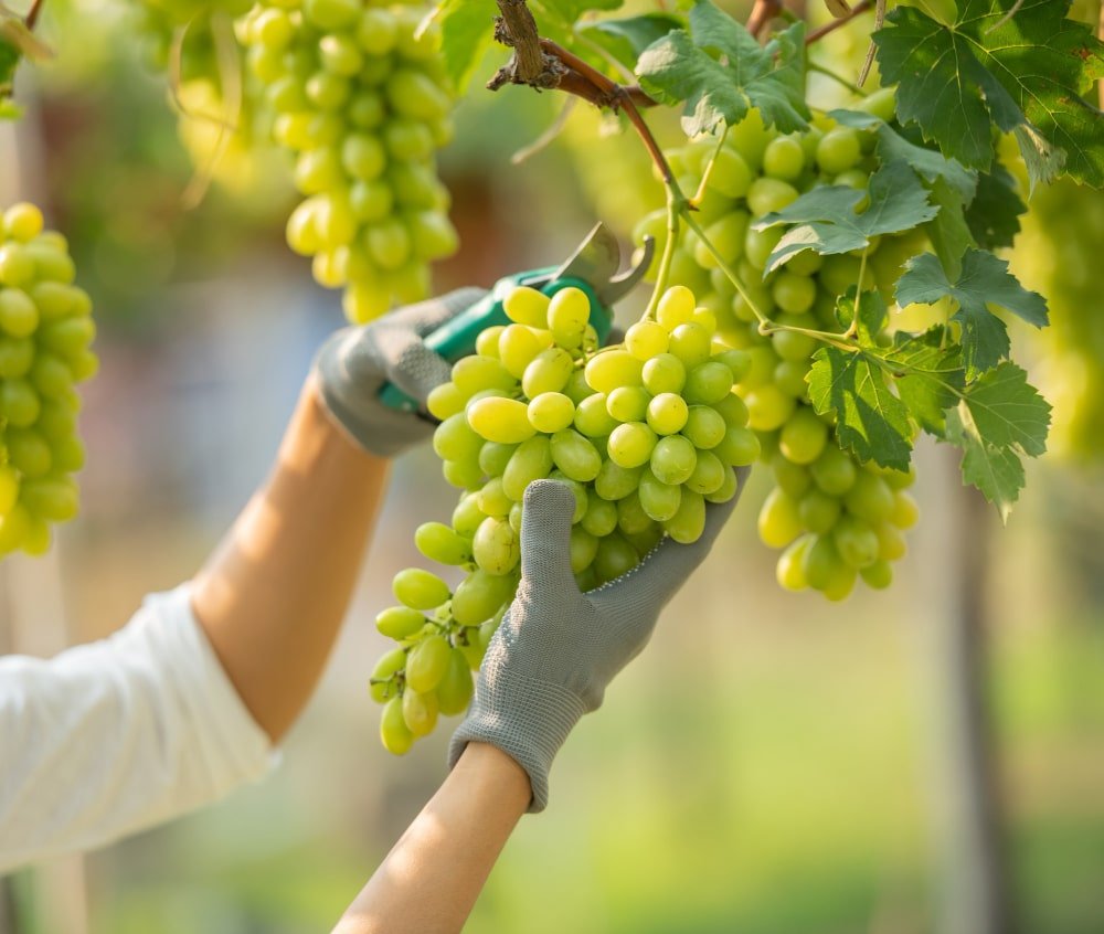 comment tailler un pied de vigne jeune