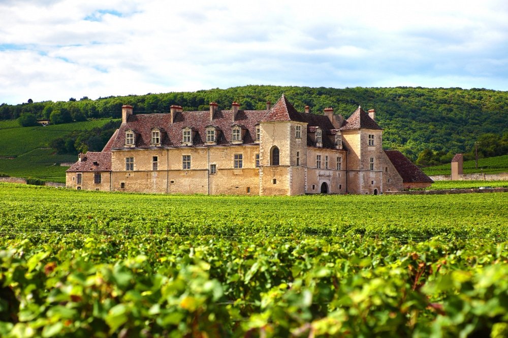 combien de grappe de raisin par pied de vigne