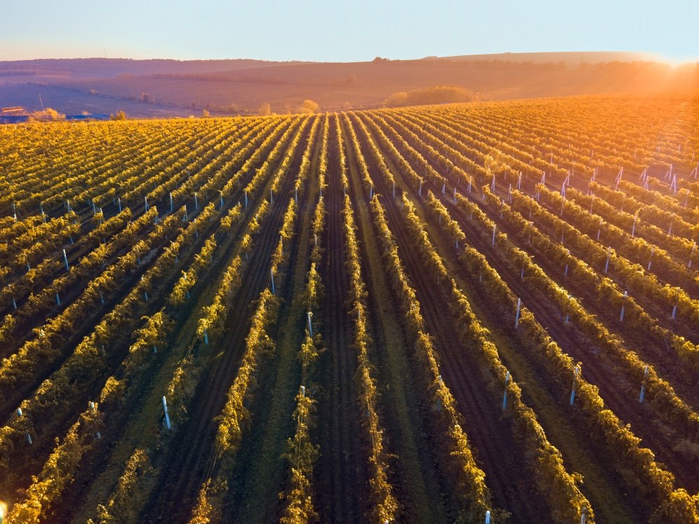 prix 1 hectare de vigne en champagne