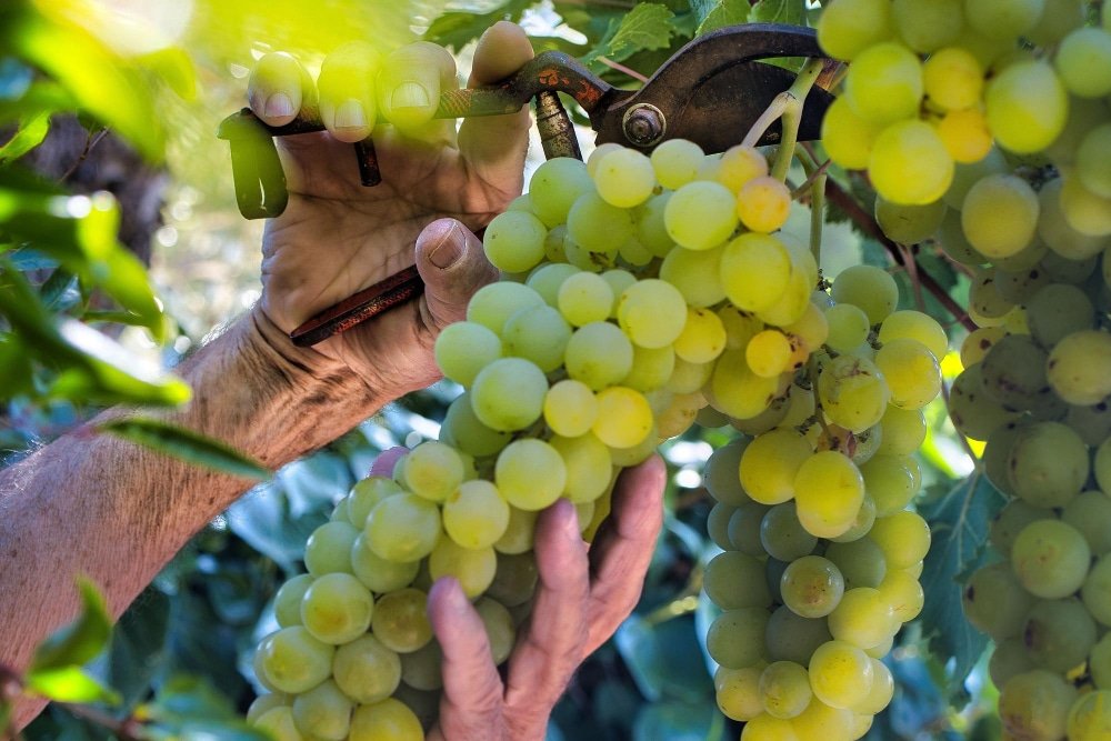 comment bouturer la vigne