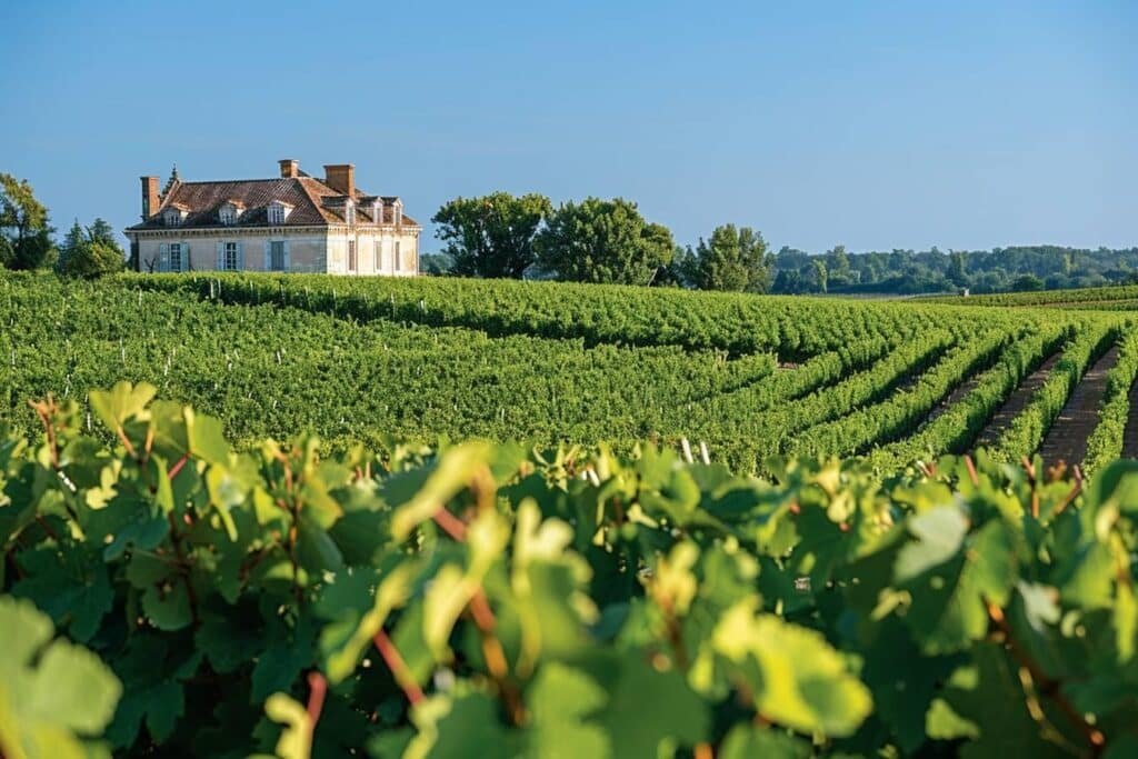 Quel est le plus gros producteur de vin en France : classement 2024