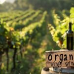 Où trouver les meilleurs vins bio : guide et adresses incontournables