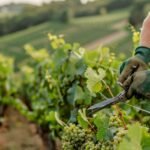 Quand tailler la vigne selon le calendrier lunaire : Guide pratique